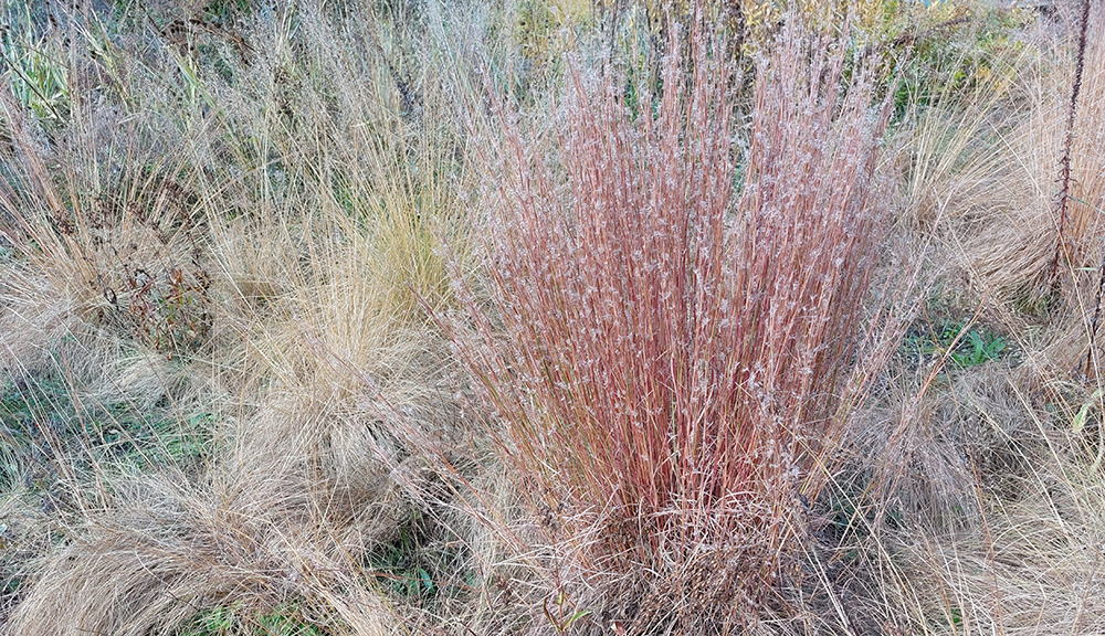 Autumn plants, Lurie Garden, GGN/Piet Oudolf/Robert Israel, Chicago