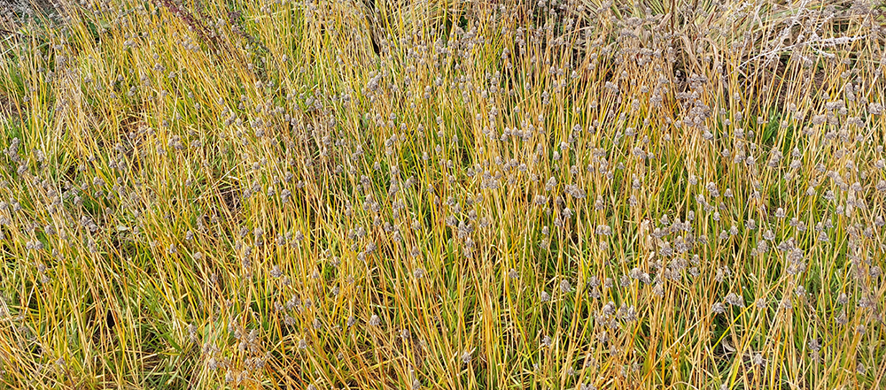 Autumn plants, Lurie Garden, GGN/Piet Oudolf/Robert Israel, Chicago